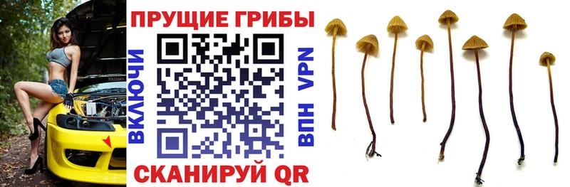 Галлюциногенные грибы ЛСД  продажа наркотиков  Каргат 